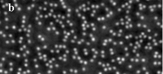 Salt-ion induced attraction between  weakly charged silica spheres at  aqueous interfaces 